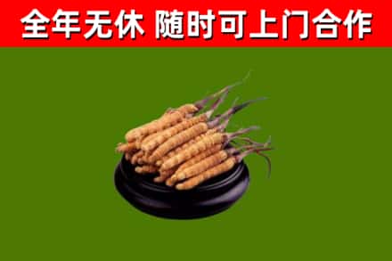 湖南省回收冬虫夏草